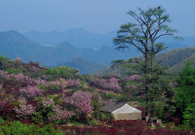  四明山櫻花紅楓1日遊>含50元丹山赤水大峽谷