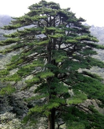 团结松,清凉亭,白龙桥(第10页)_大山谷图库